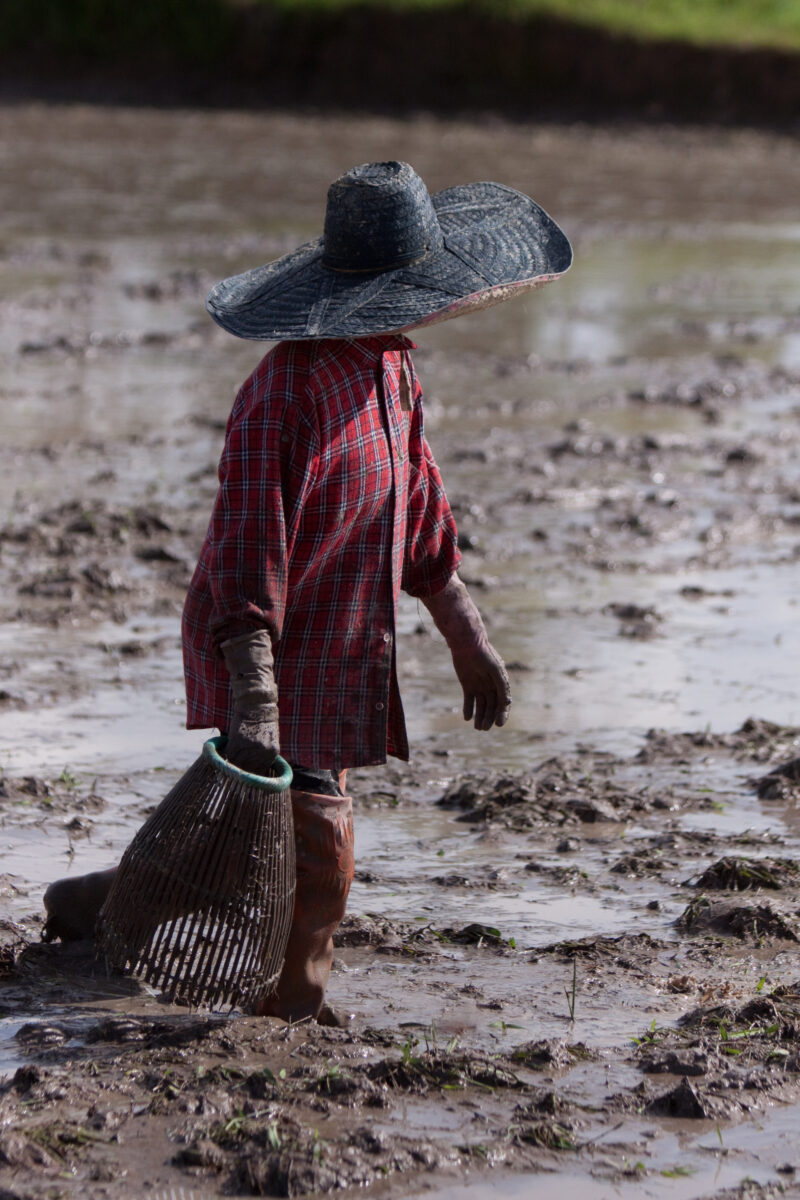 Catching Fish — People stand ready to catch fish while rice field is cultivated. — Thailand, work, day workers, field, fields