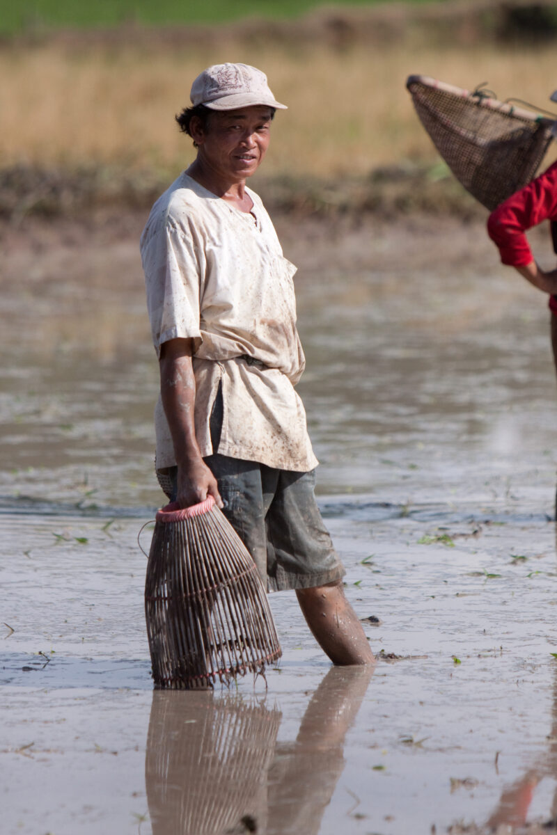 Catching Fish — People stand ready to catch fish while rice field is cultivated. — Thailand, work, day workers, field, fields