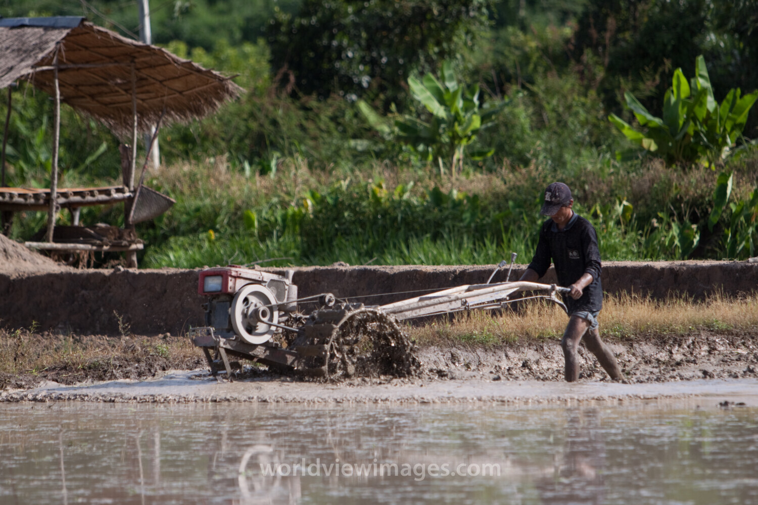 Plowing Rice Field in Thailand