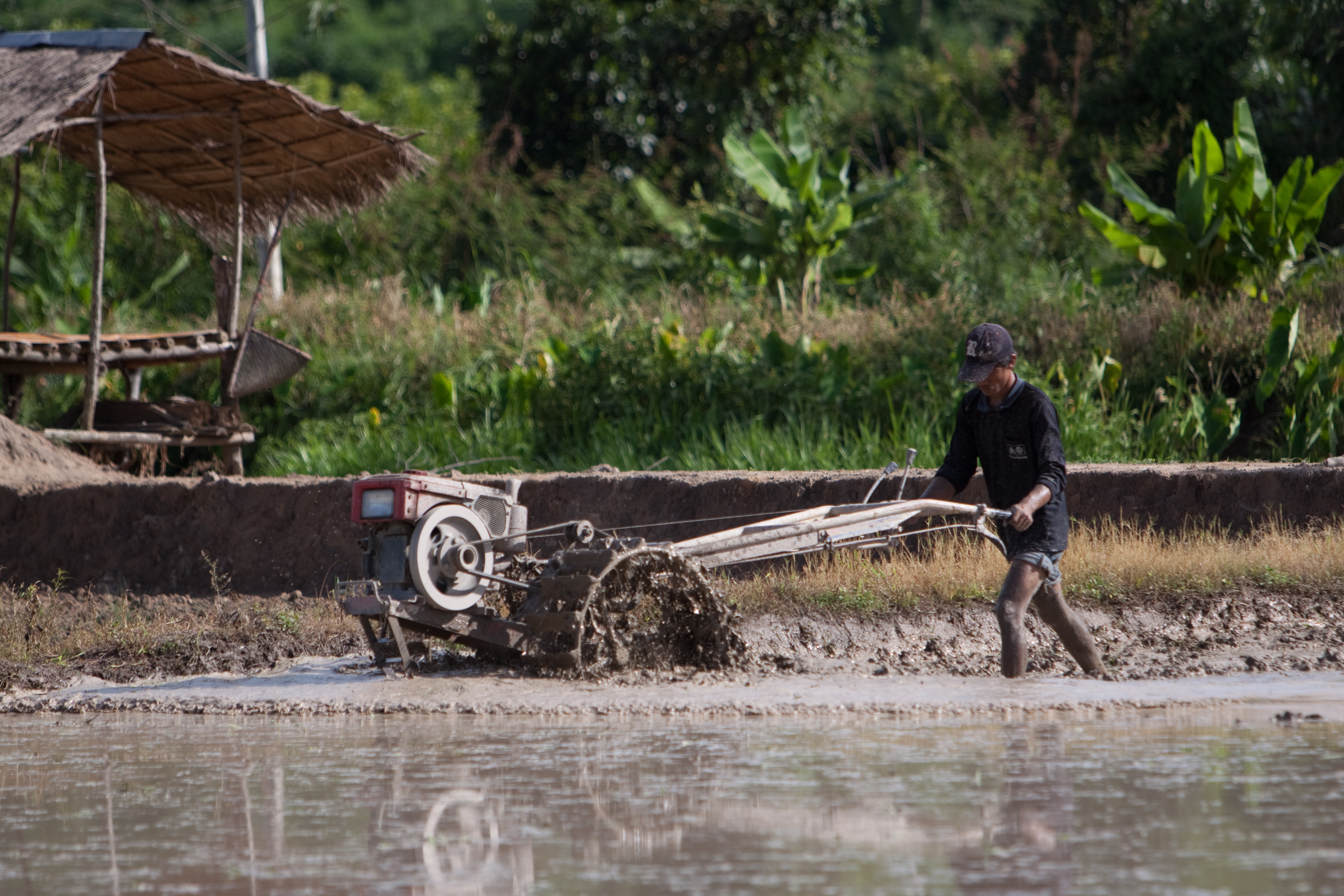 Plowing Rice Field in Thailand