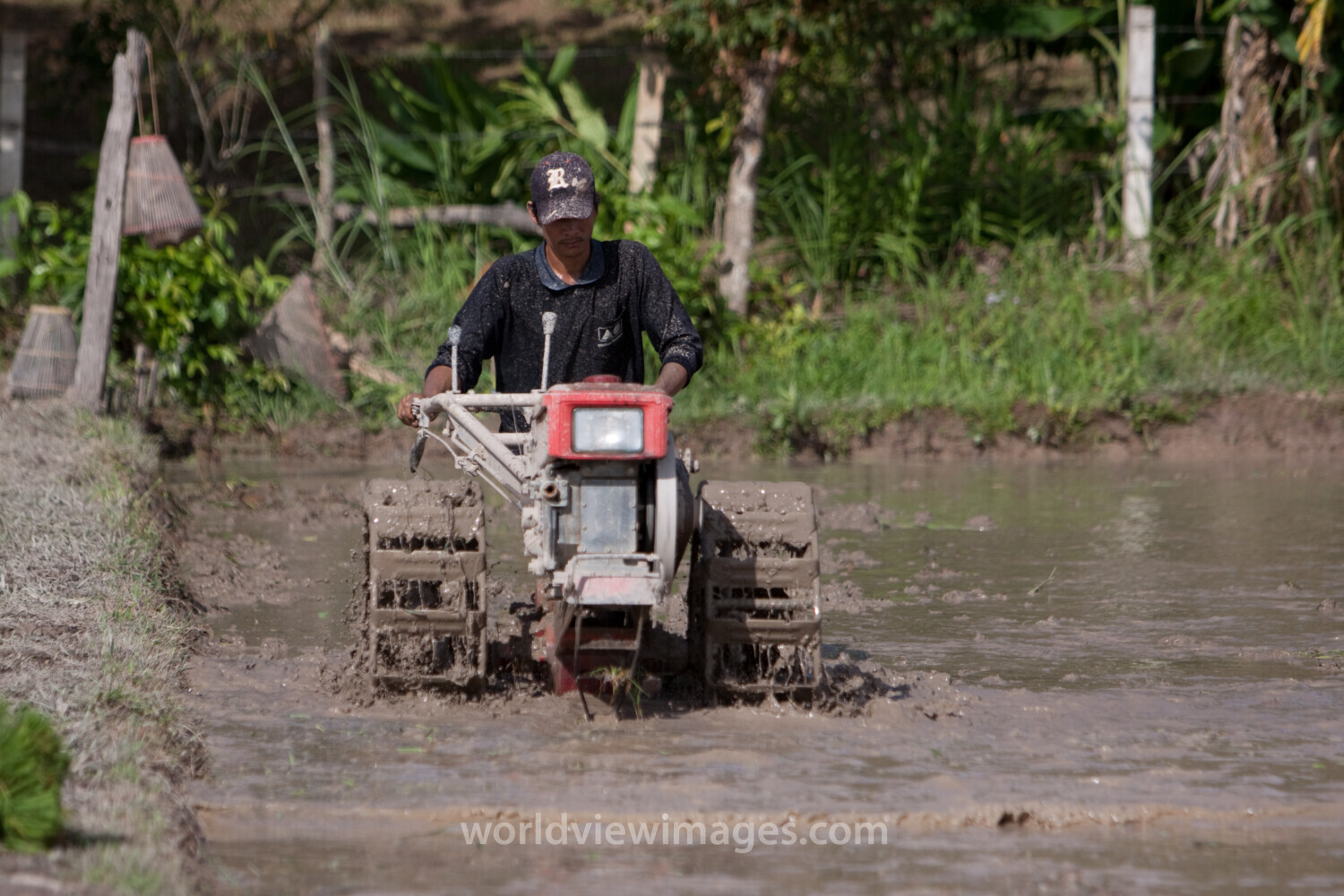 Plowing Rice Field in Thailand