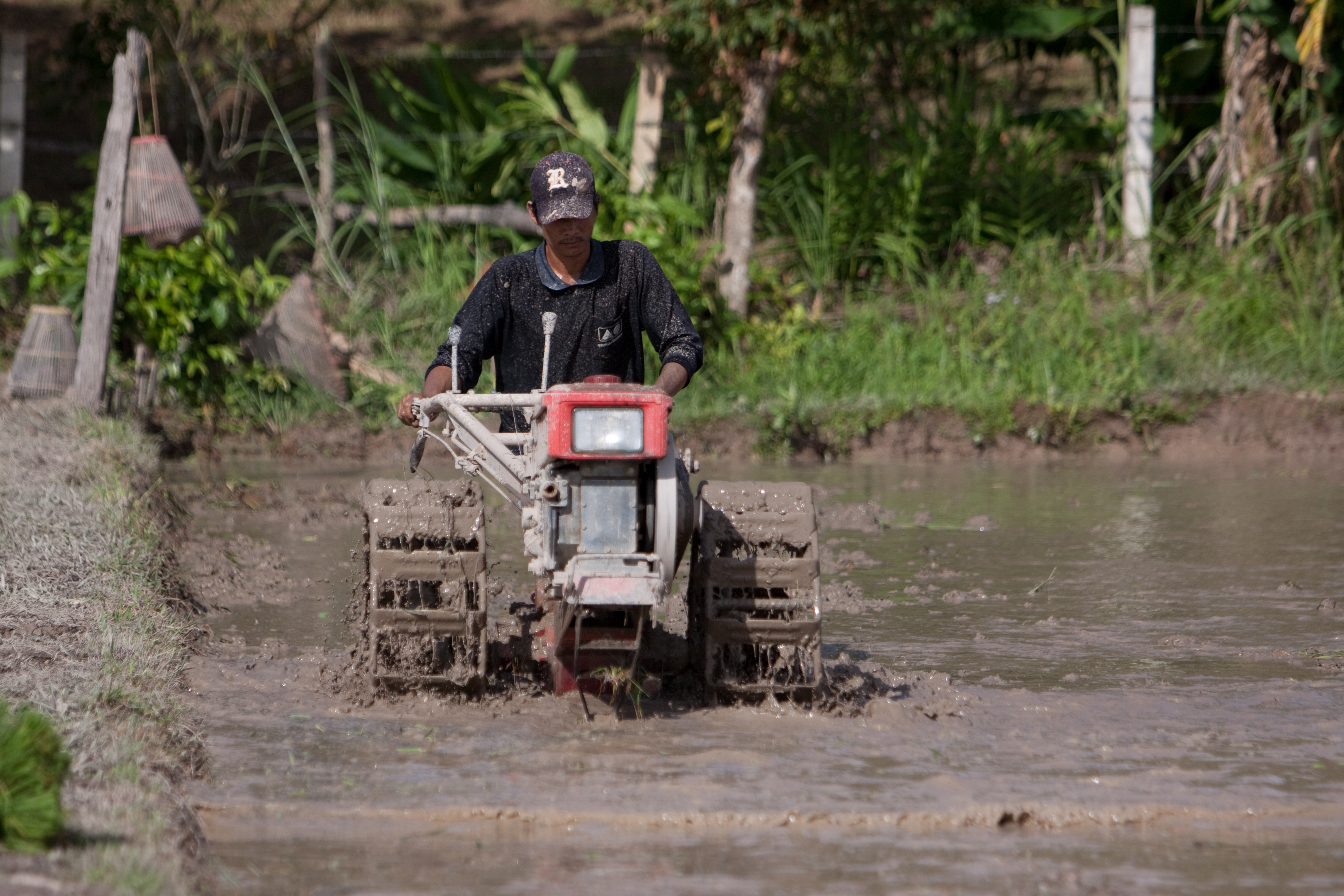 Plowing Rice Field in Thailand