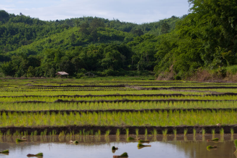 Rice Field in Thailand — Beautiful rice fields, newly planted, in Northern Thailand — Thailand, fields, rice, ride fields, Chiang Rai