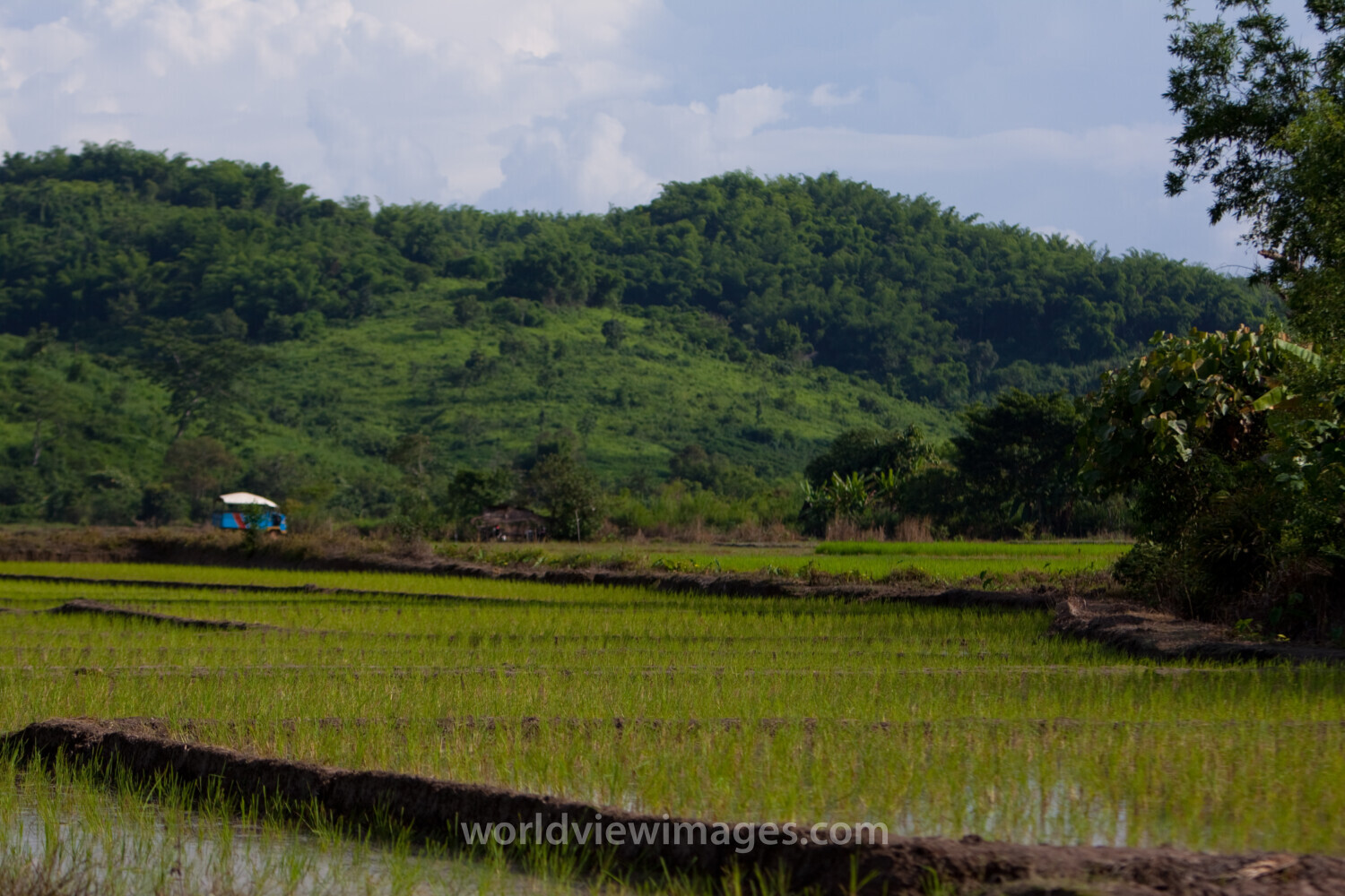 Rice field