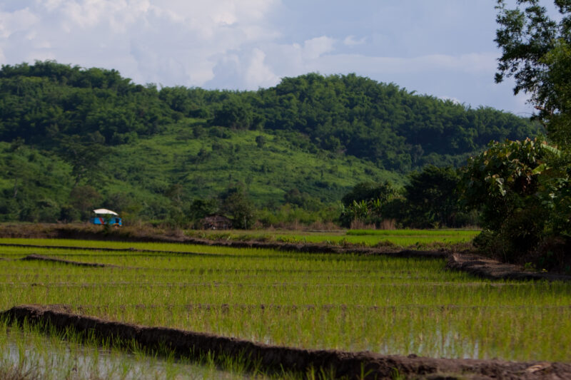 Rice field — Thailand, fields, rice, ride fields, Chiang Rai
