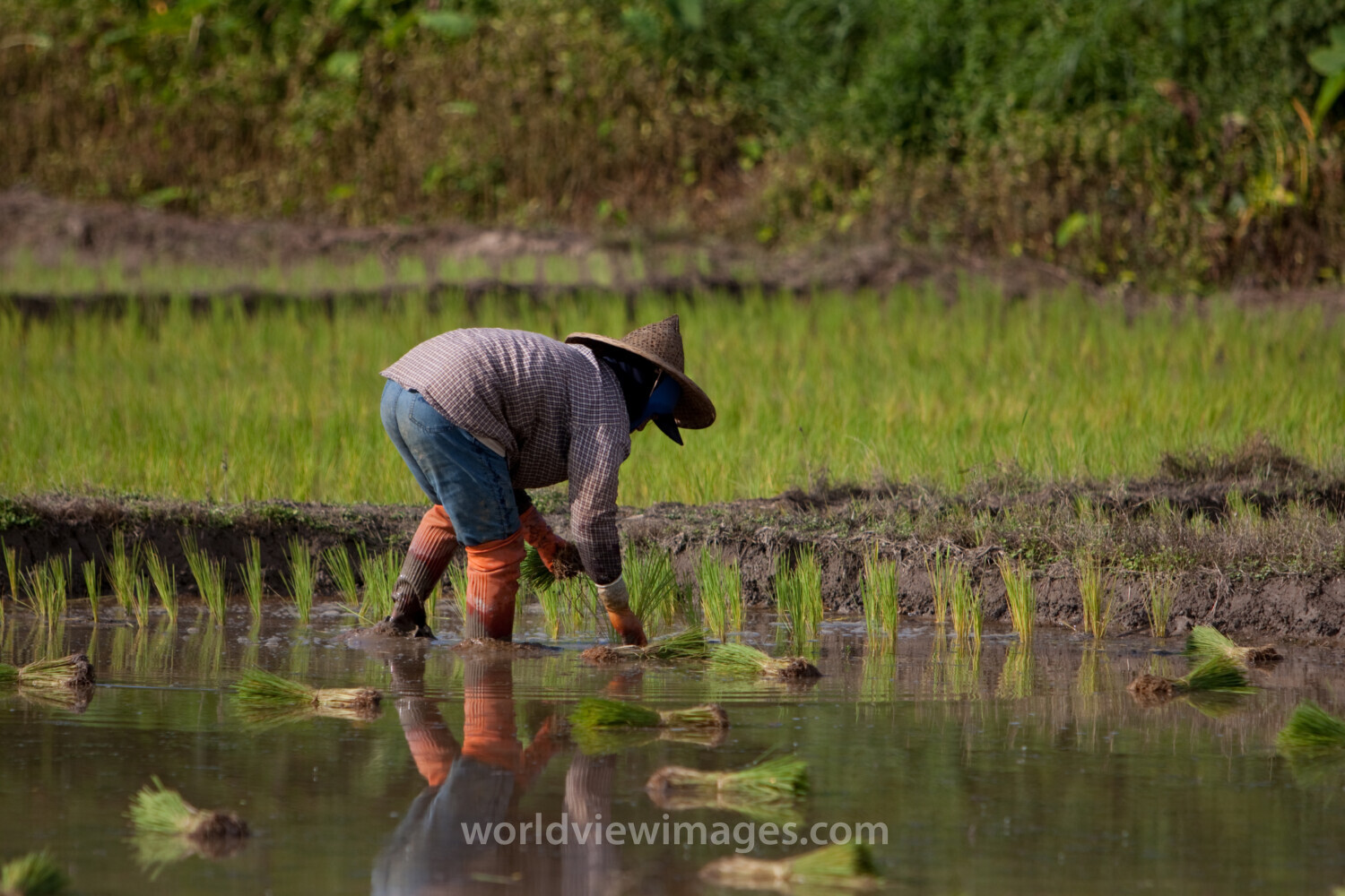 Planting Rice in Thailand