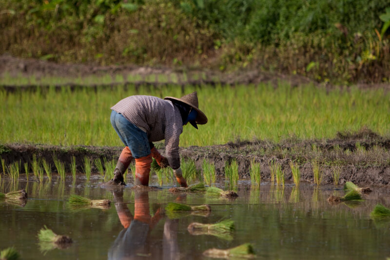 Planting Rice in Thailand — Ethnic day laborers plant rice on a land owners field in Northern Thailand. — Thailand, work, workers, day workers, day laborers