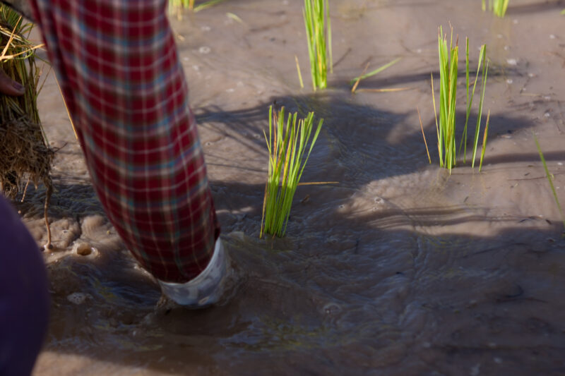 Planting Rice in Thailand — Ethnic day laborers plant rice on a land owners field in Northern Thailand. — Thailand, work, workers, day workers, day laborers