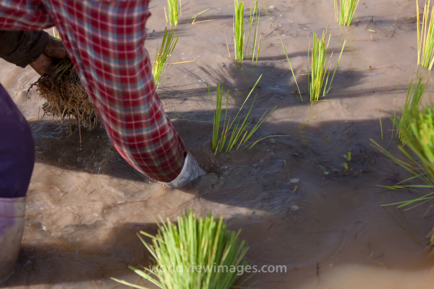 Planting Rice in Thailand