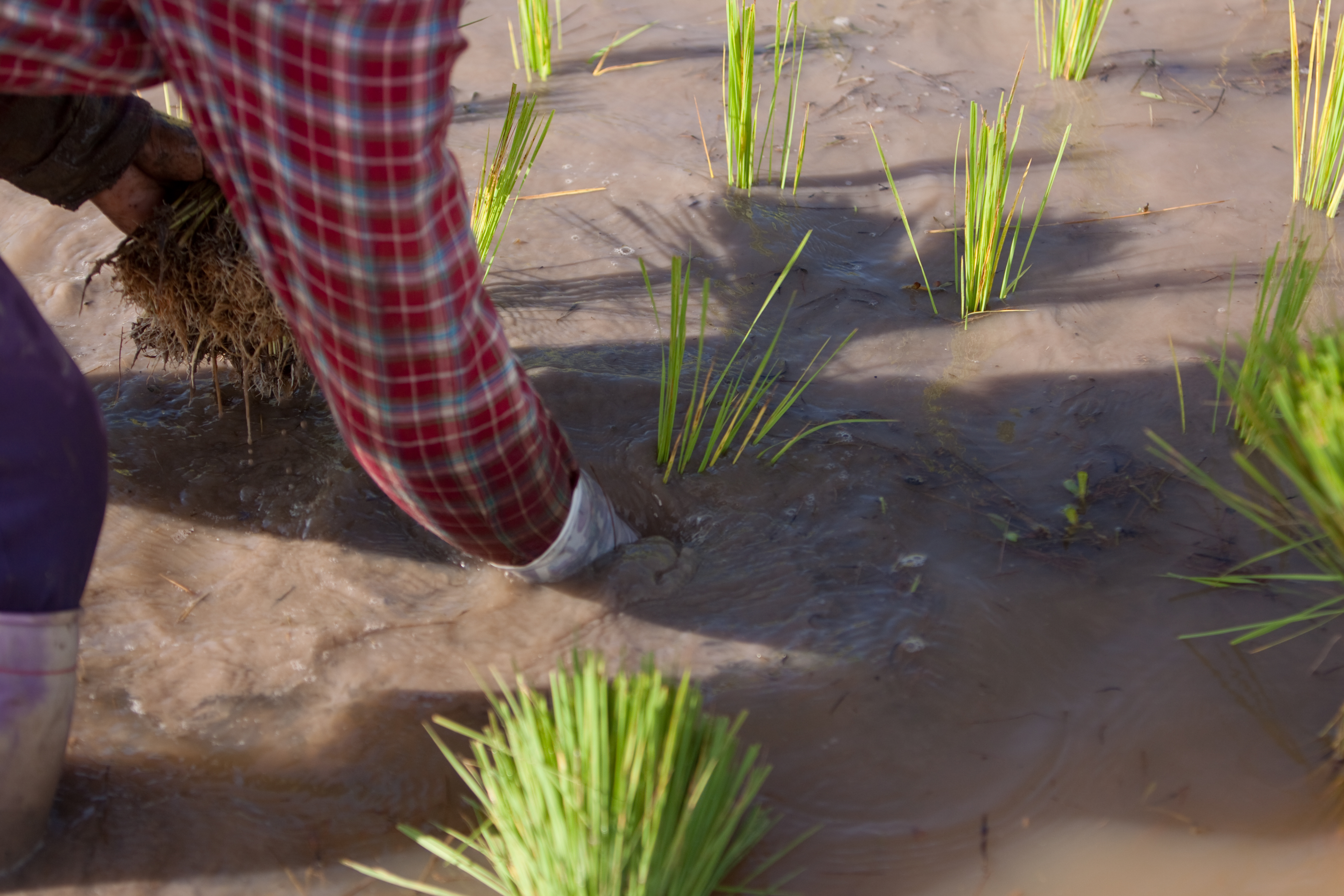 Planting Rice in Thailand