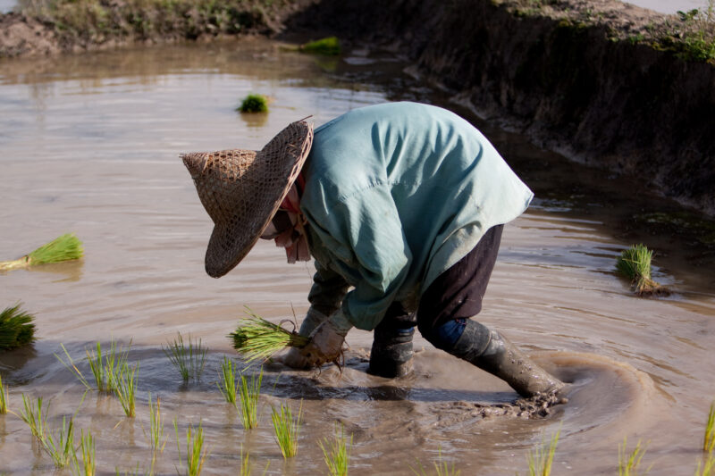 Planting Rice in Thailand — Ethnic day laborers plant rice on a land owners field in Northern Thailand. — Thailand, work, workers, day workers, day laborers