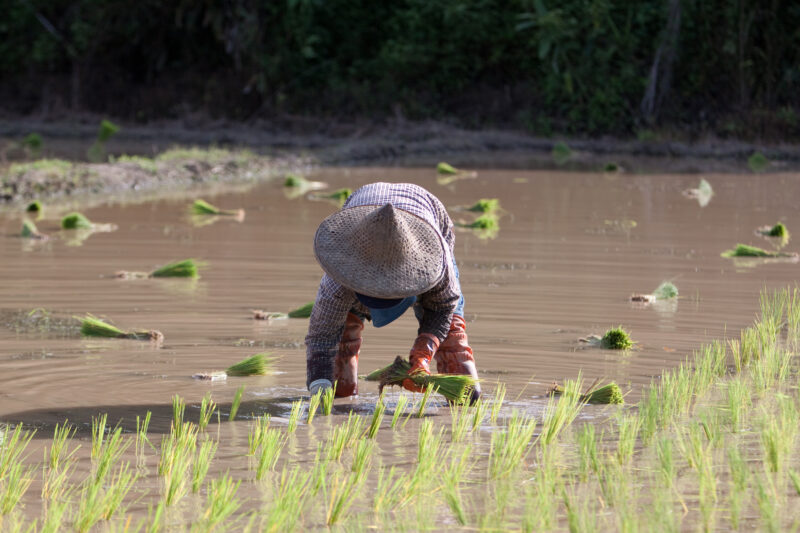 Planting Rice in Thailand — Ethnic day laborers plant rice on a land owners field in Northern Thailand. — Thailand, work, workers, day workers, day laborers