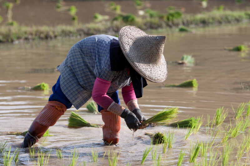 Planting Rice in Thailand — Ethnic day laborers plant rice on a land owners field in Northern Thailand. — Thailand, work, workers, day workers, day laborers
