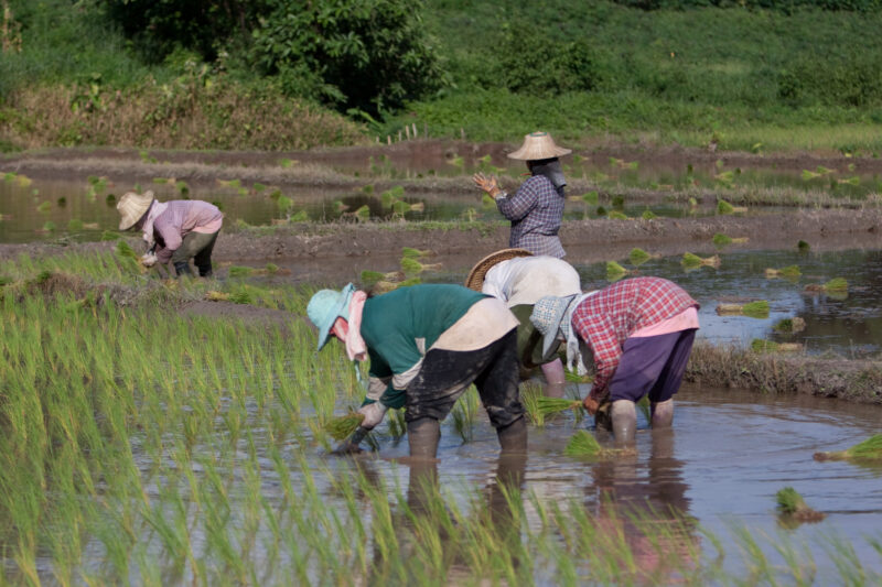 Planting Rice in Thailand — Ethnic day laborers plant rice on a land owners field in Northern Thailand. — Thailand, work, workers, day workers, day laborers