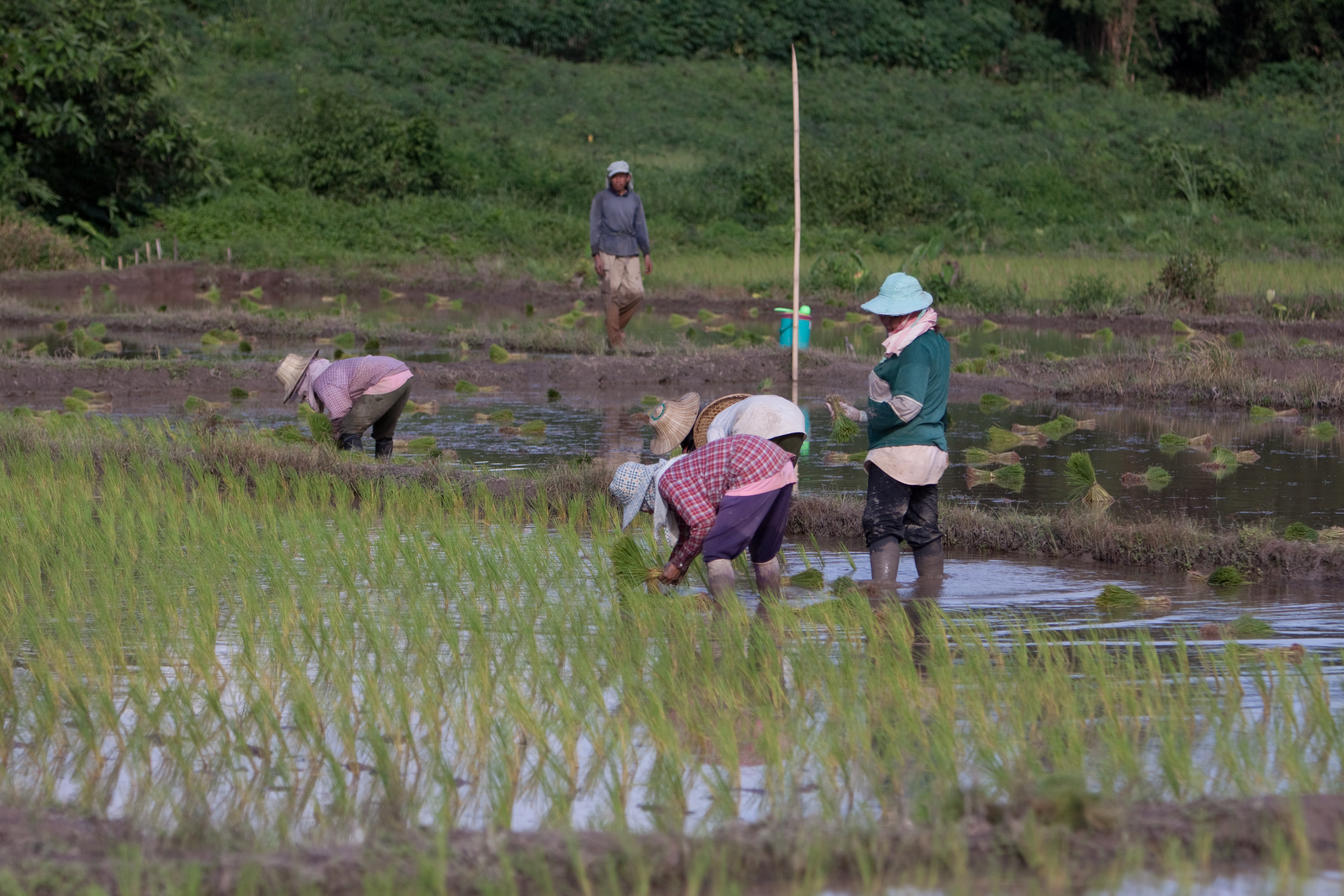 Planting Rice in Thailand