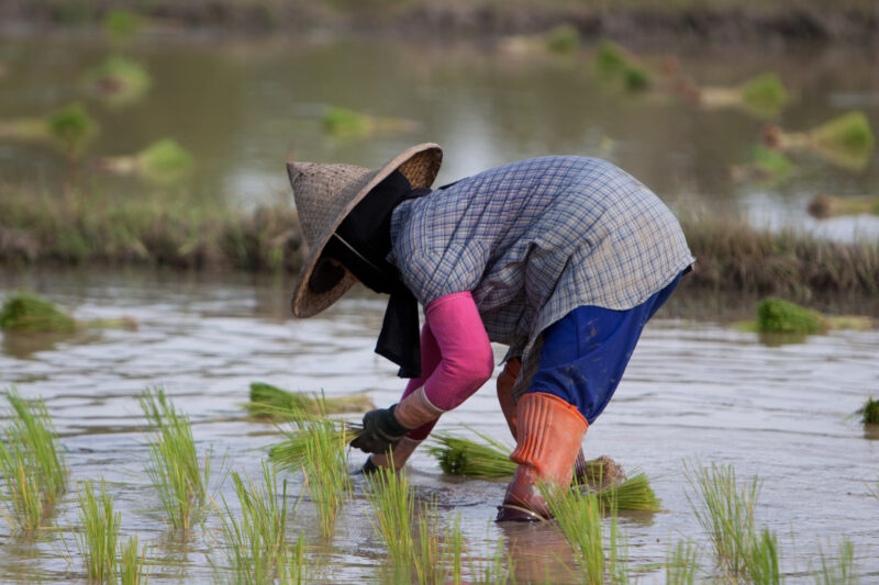 Planting Rice in Thailand — Ethnic day laborers plant rice on a land owners field in Northern Thailand. — Thailand, work, workers, day workers, day laborers