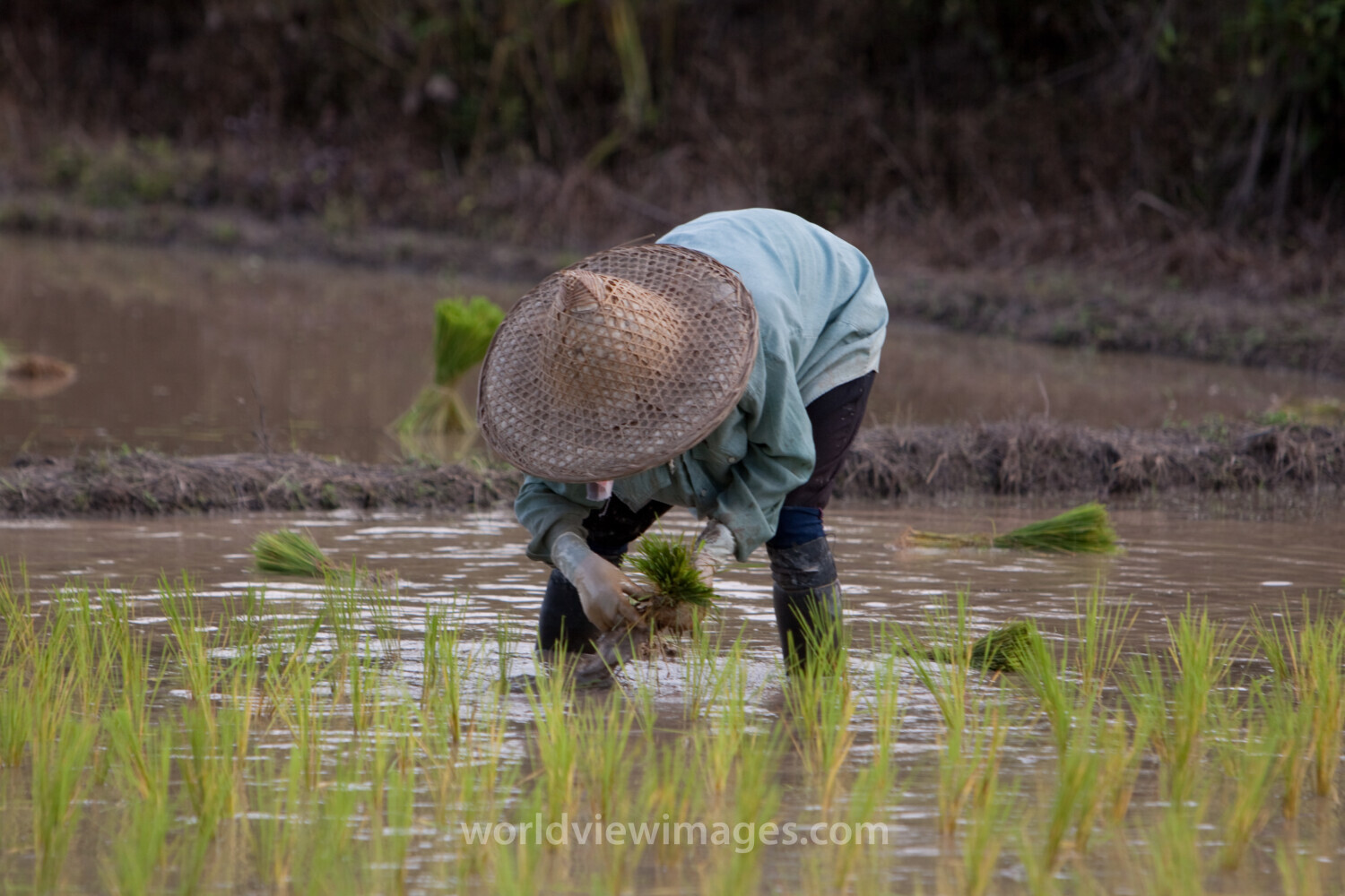 Planting Rice in Thailand