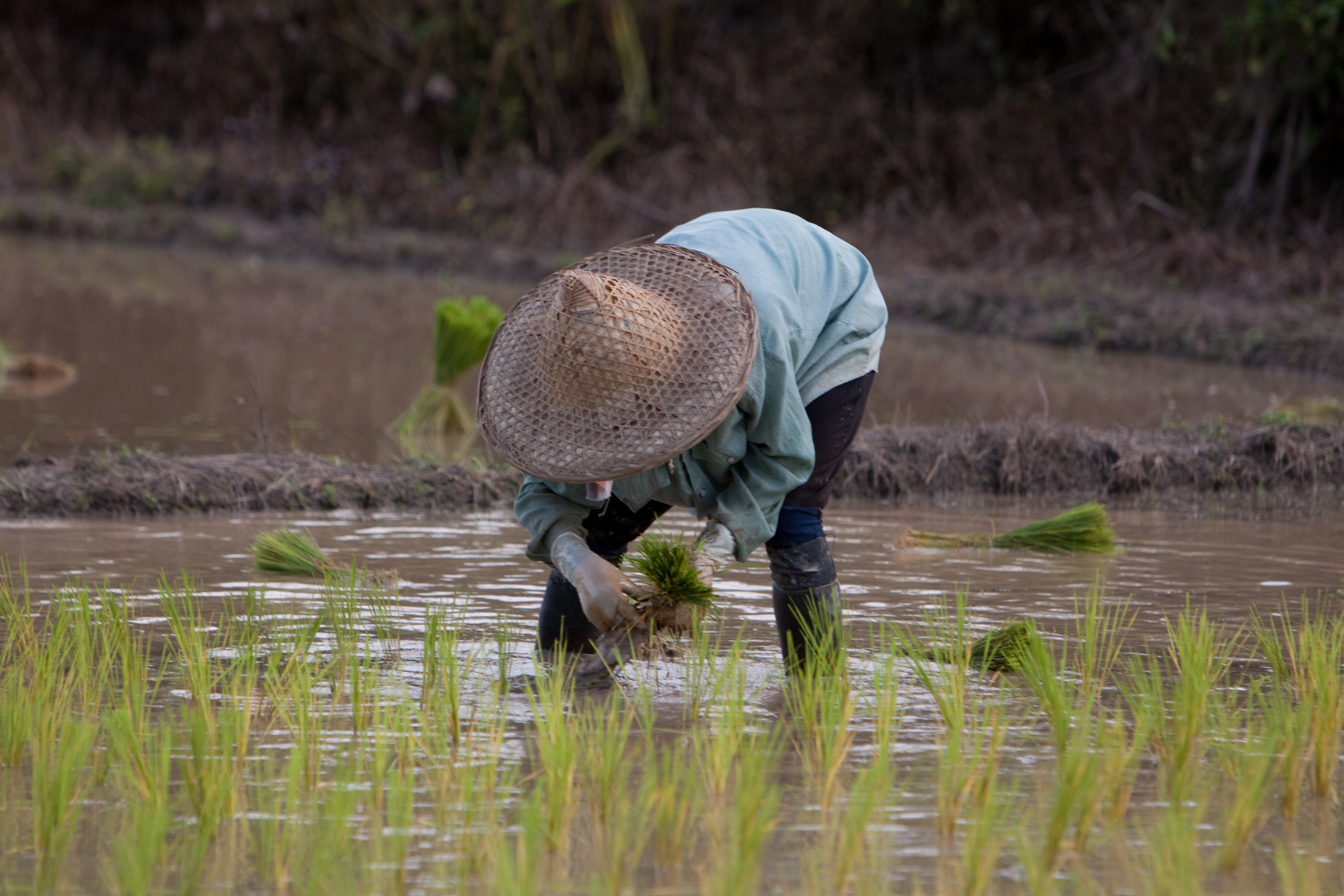 Planting Rice in Thailand