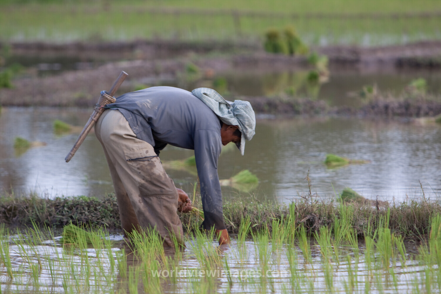 Planting Rice in Thailand