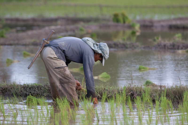 Planting Rice in Thailand — Ethnic day laborers plant rice on a land owners field in Northern Thailand. — Thailand, work, workers, day workers, day laborers