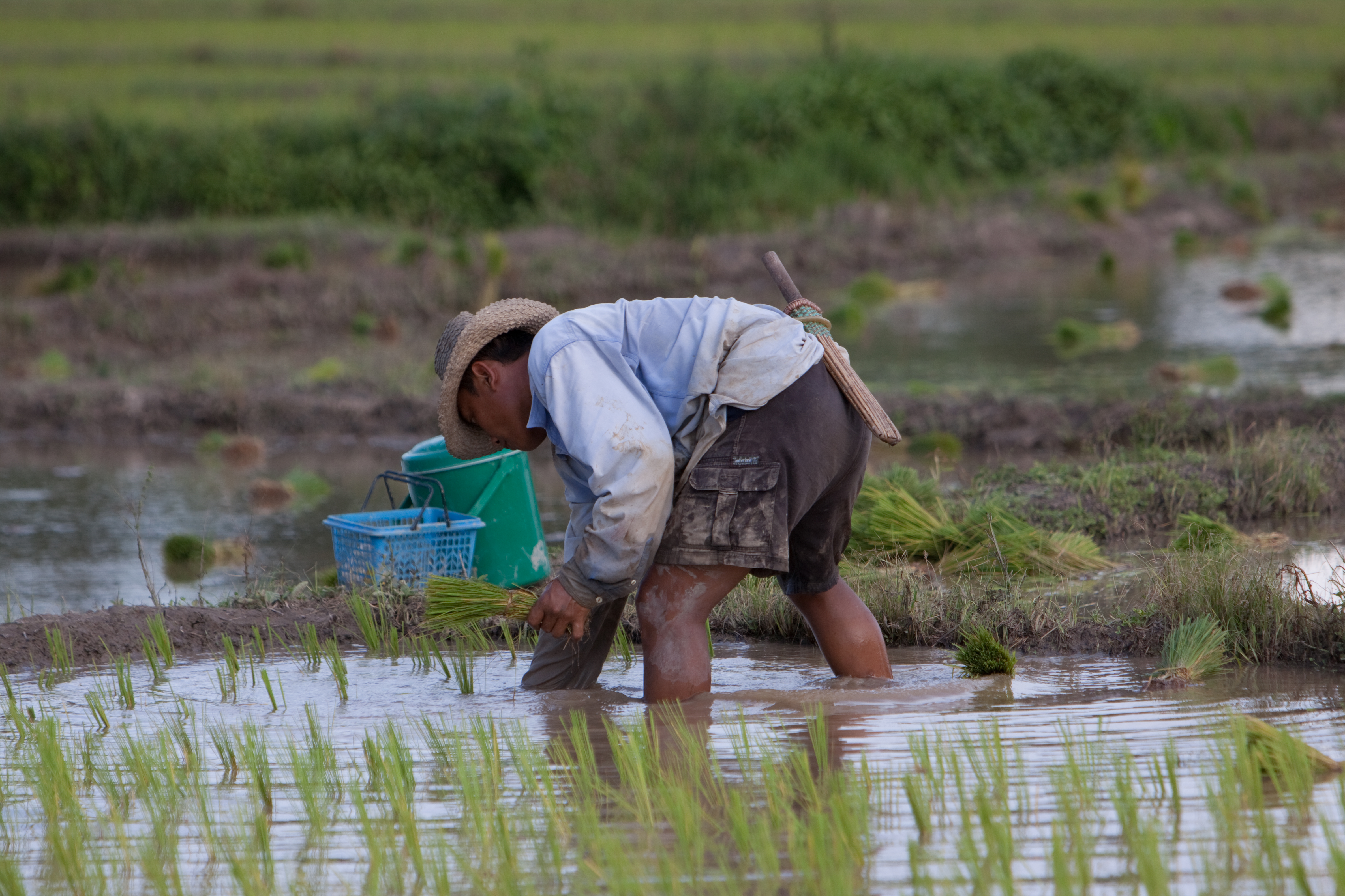 Planting Rice in Thailand