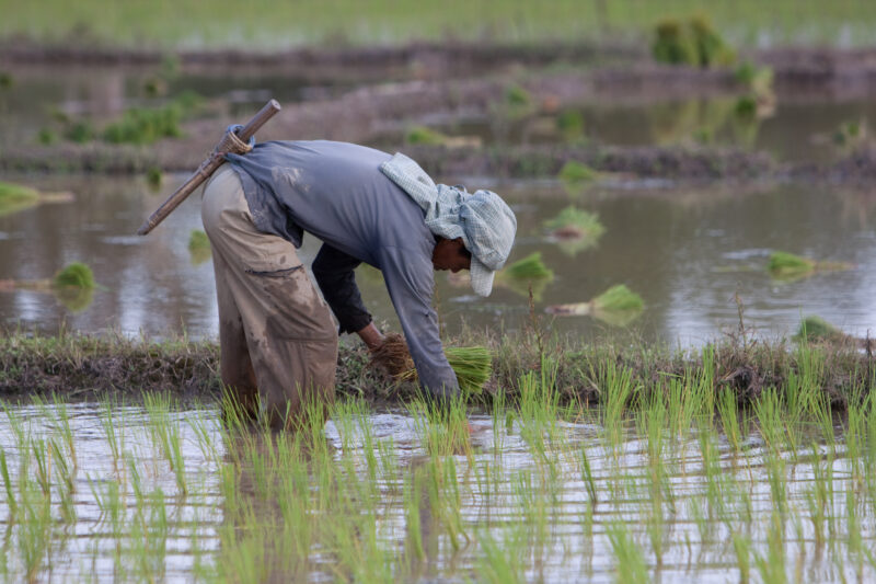 Planting Rice in Thailand — Ethnic day laborers plant rice on a land owners field in Northern Thailand. — Thailand, work, workers, day workers, day laborers