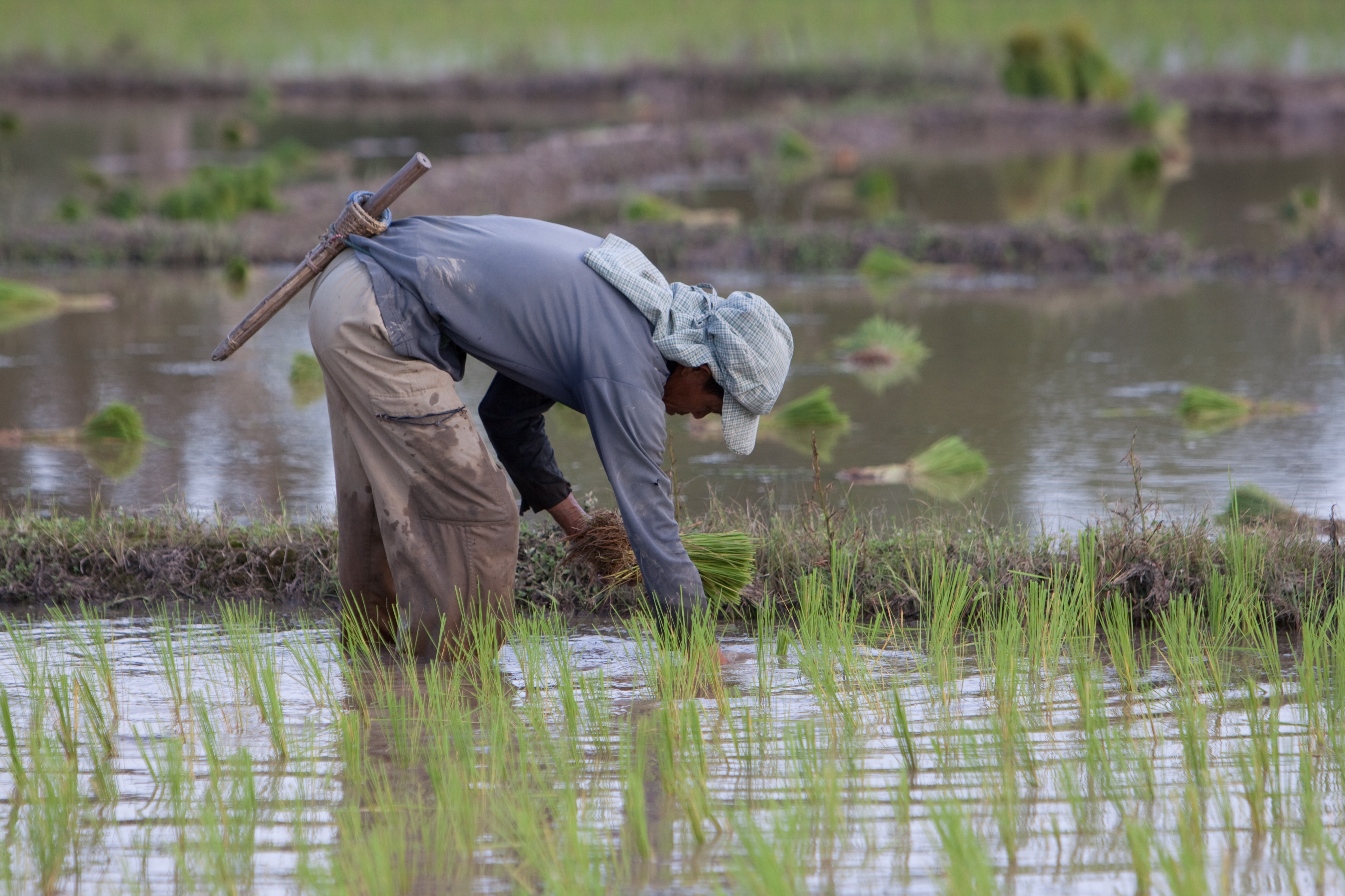 Planting Rice in Thailand