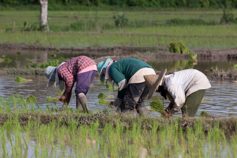 Planting Rice in Thailand — Ethnic day laborers plant rice on a land owners field in Northern Thailand. — Thailand, work, workers, day workers, day laborers