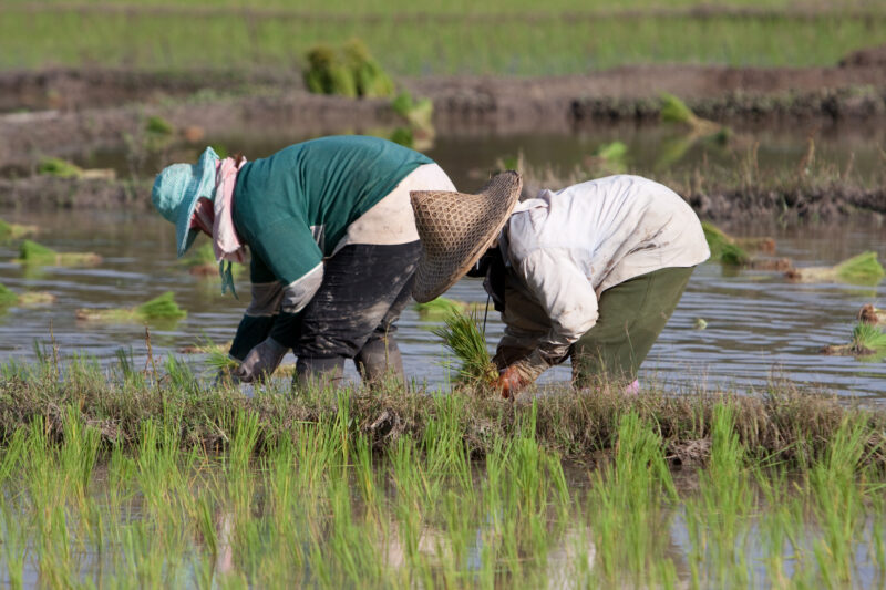 Planting Rice in Thailand — Ethnic day laborers plant rice on a land owners field in Northern Thailand. — Thailand, work, workers, day workers, day laborers