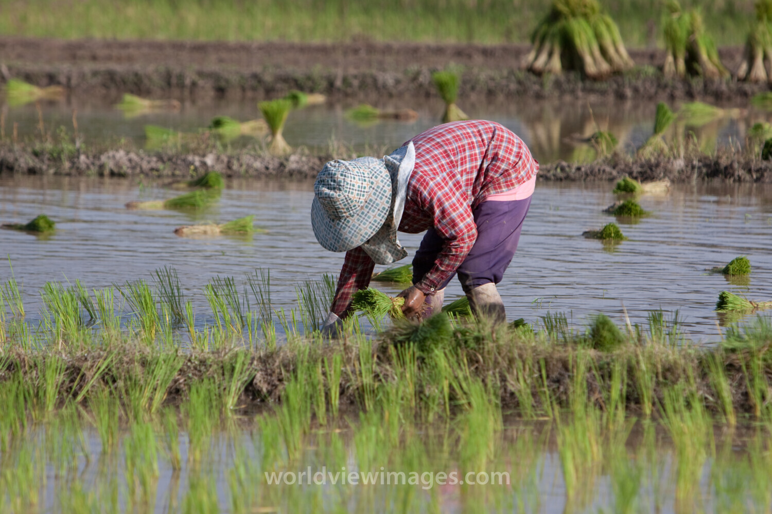 Planting Rice in Thailand