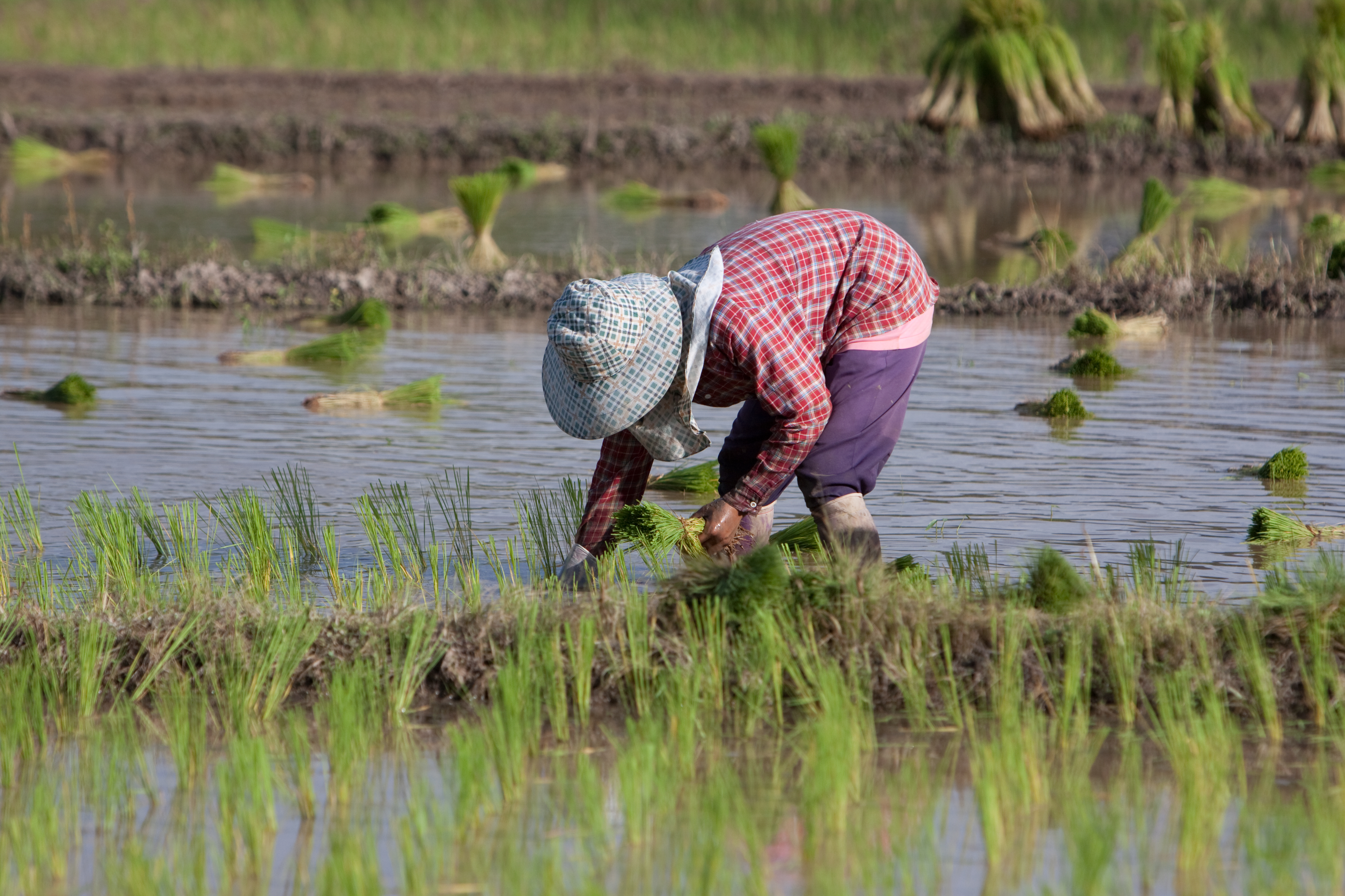 Planting Rice in Thailand