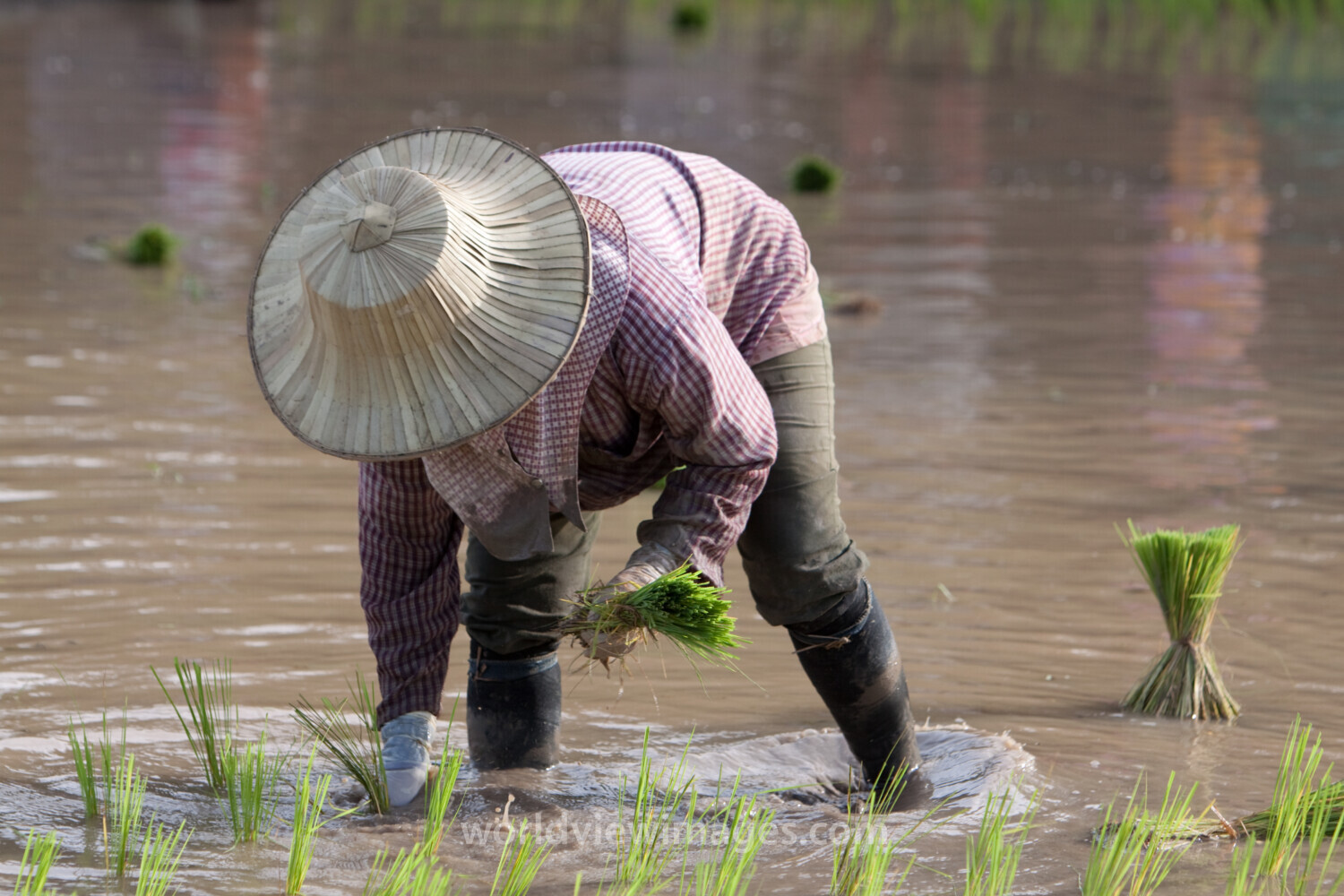 Planting Rice in Thailand