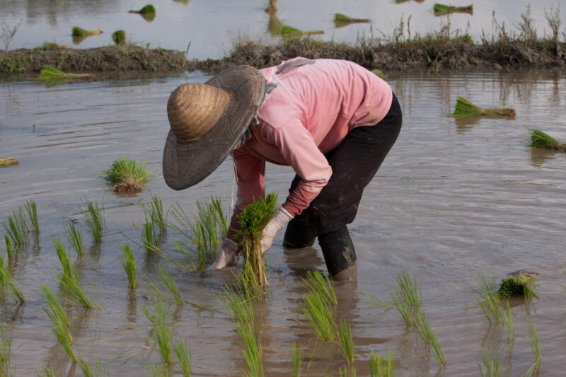 Planting Rice in Thailand — Ethnic day laborers plant rice on a land owners field in Northern Thailand. — Thailand, work, workers, day workers, day laborers