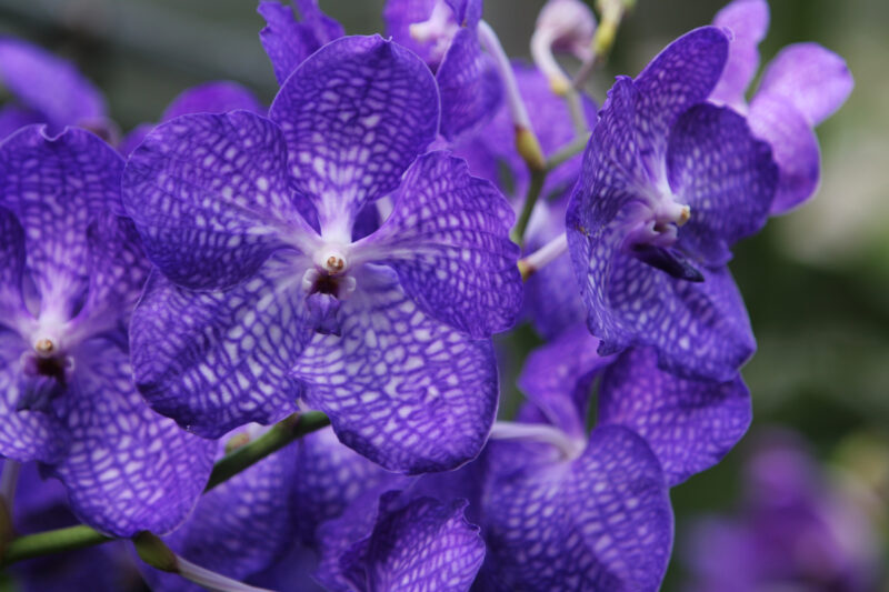 Orchids in thailand — Beautiful orchids, the official flower of Thailand — Thailand, flower, flowers, orchid, orchids