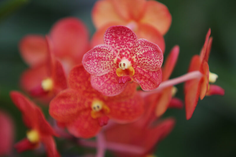 Orchids in thailand — Beautiful orchids, the official flower of Thailand — Thailand, flower, flowers, orchid, orchids