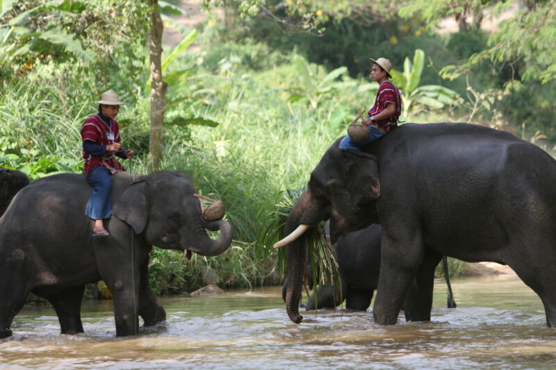 Elephant Farm in Thailand — Elephants on a reserve in Chiang MAi provence — Thailand, Elephant, Elephants
