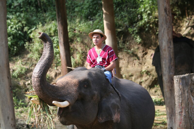 Elephant Farm in Thailand — Elephants on a reserve in Chiang MAi provence — Thailand, Elephant, Elephants