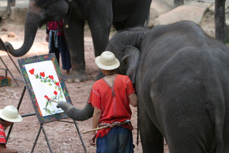 Elephant Farm in Thailand — Elephants on a reserve in Chiang MAi provence — Thailand, Elephant, Elephants
