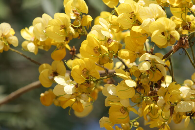 Yellow Blossoms — Thailand, Flowers, Blossoms, tree