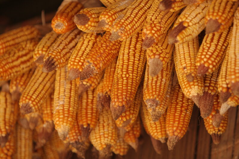 Drying Corn — Husked corn hanging in the sun to dry to make Corn flour — Thailand, corn, husked, drying