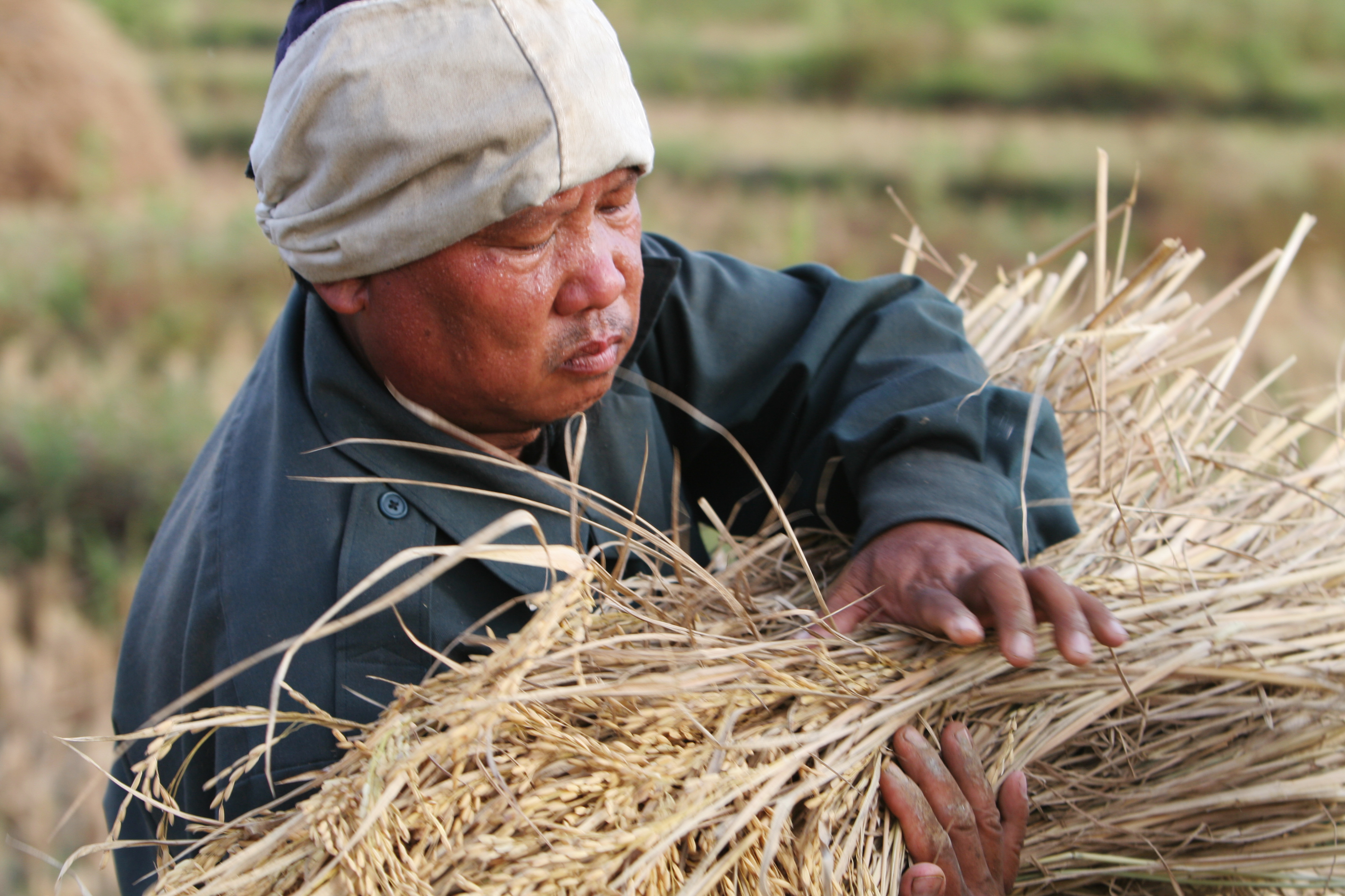 Man Harvests Rice