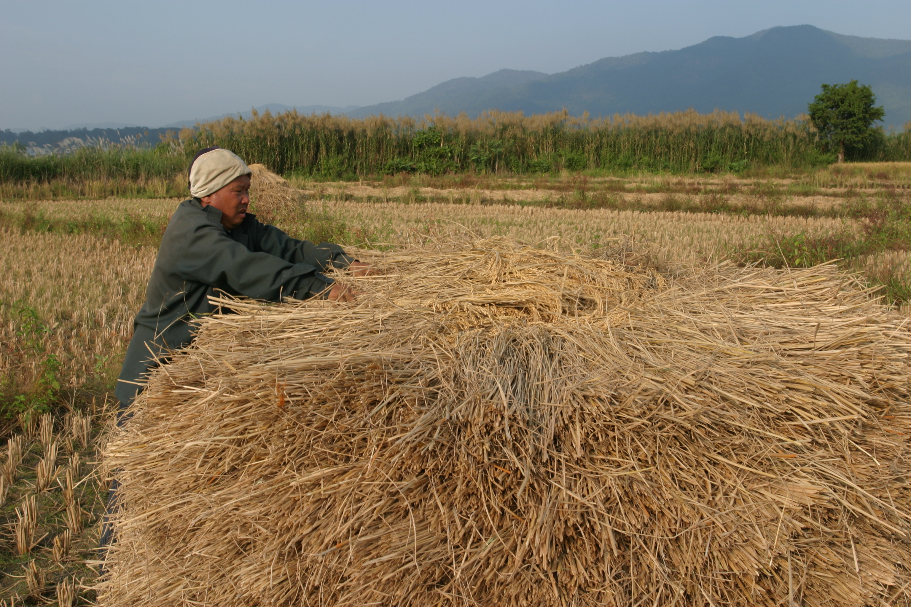 Rice Harvest in Thailand