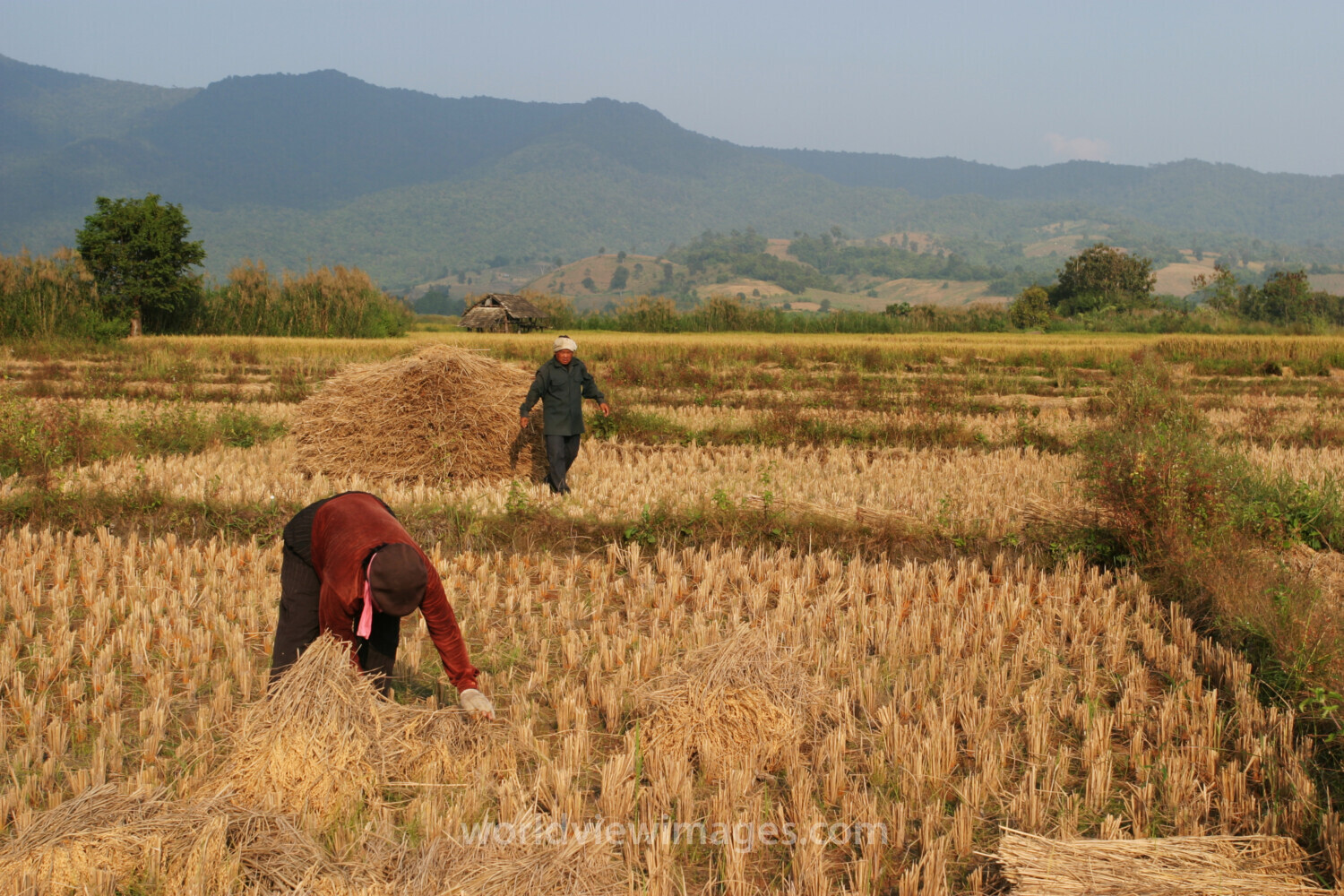 Rice Harvest in Thailand