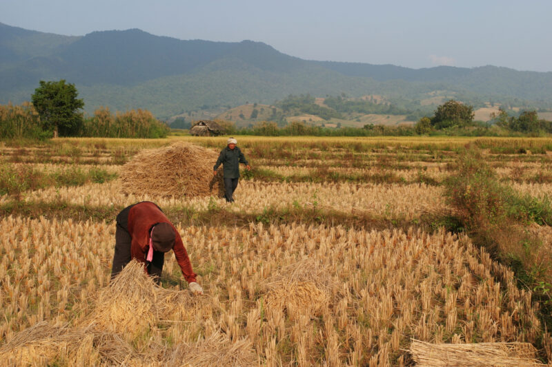 Rice Harvest in Thailand — Harvest time in Chiang Rai provence, in Northern Thailand — Thailand, rice, fice field, fields, harves