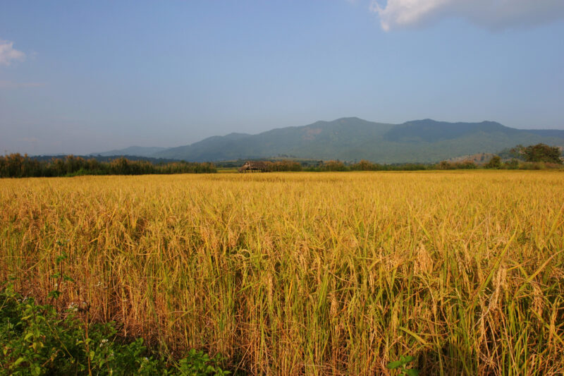 Rice Harvest in Thailand — Harvest time in Chiang Rai provence, in Northern Thailand — Thailand, rice, fice field, fields, harves