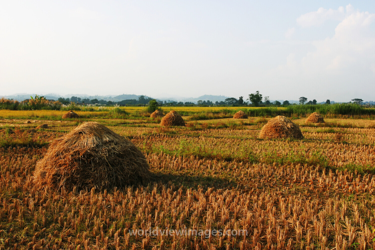 Rice Harvest in Thailand