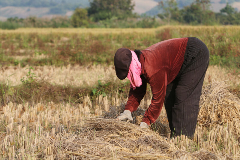 Rice Harvest in Thailand — Harvest time in Chiang Rai provence, in Northern Thailand — Thailand, rice, fice field, fields, harves