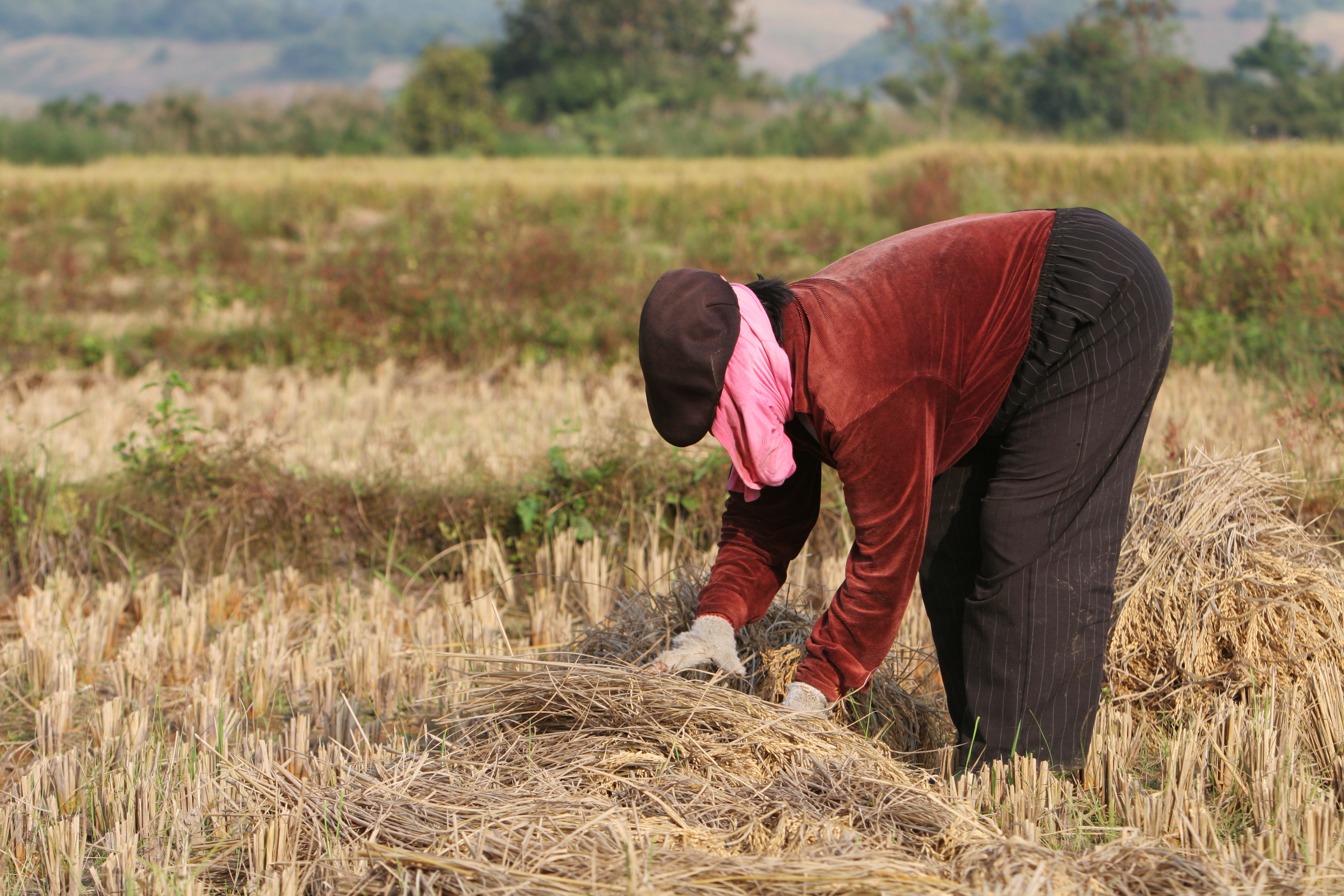 Rice Harvest in Thailand