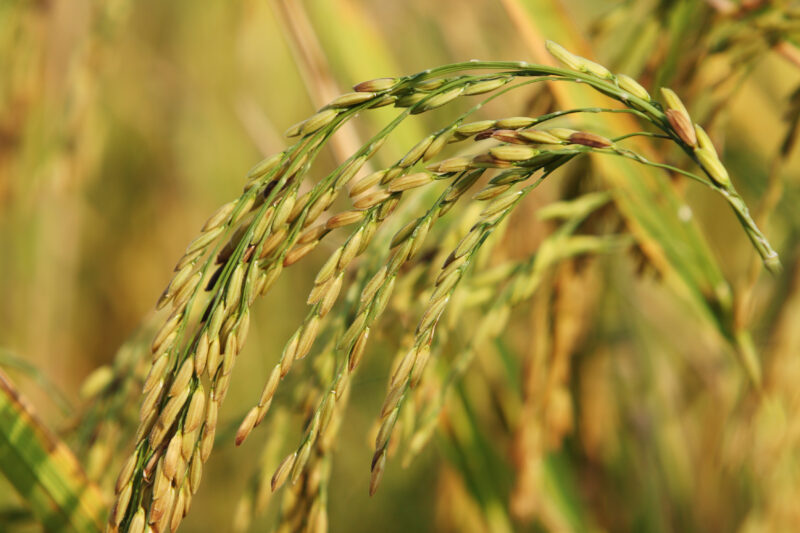 Rice Ready to Harvest — Harvest time in Chiang Rai provence, in Northern Thailand — Thailand, rice, fice field, fields, harves