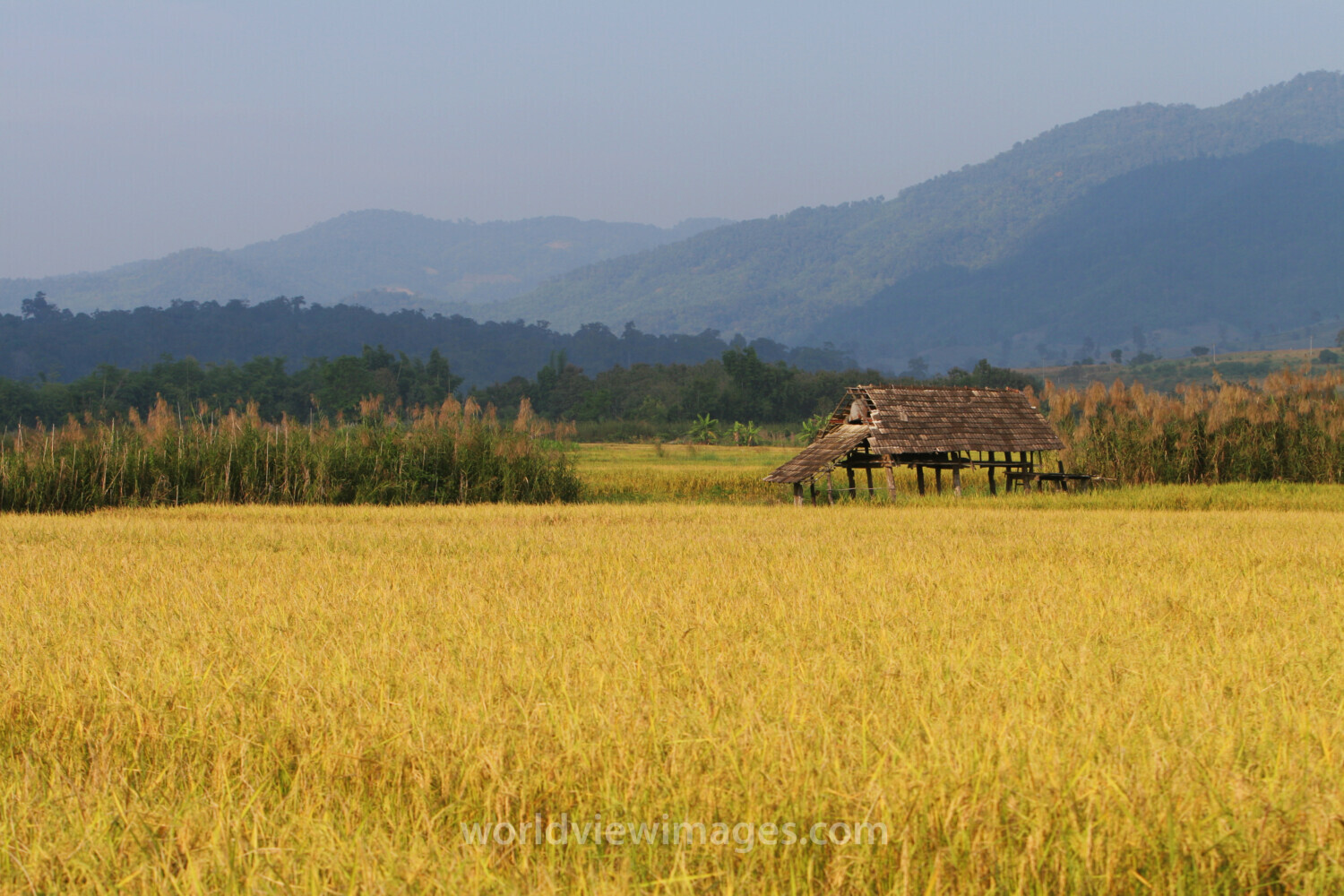 Rice Field in Thailand